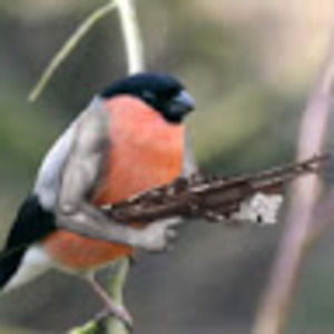 Meet your Posher, Chance